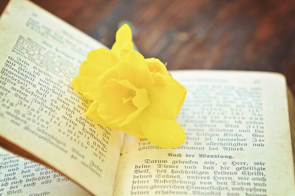 fiore giallo su libro aperto