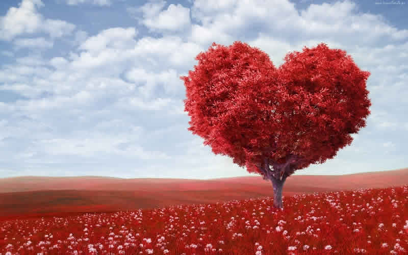 chioma albero rossa a forma di cuore su prato rosso