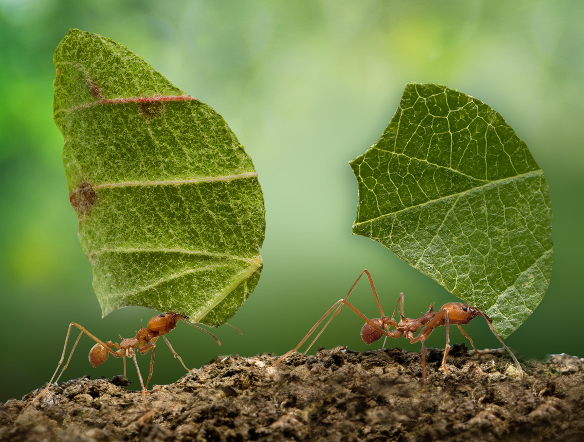 formiche trasportano pezzi di foglia