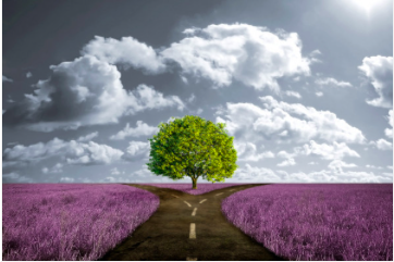 una strada con due direzioni in mezzo a campo di fiori viola e albero al centro