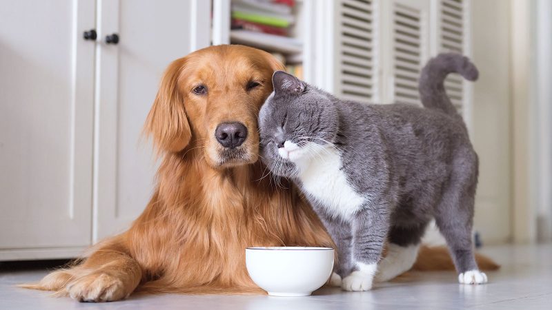 cane e gatto con una tazza