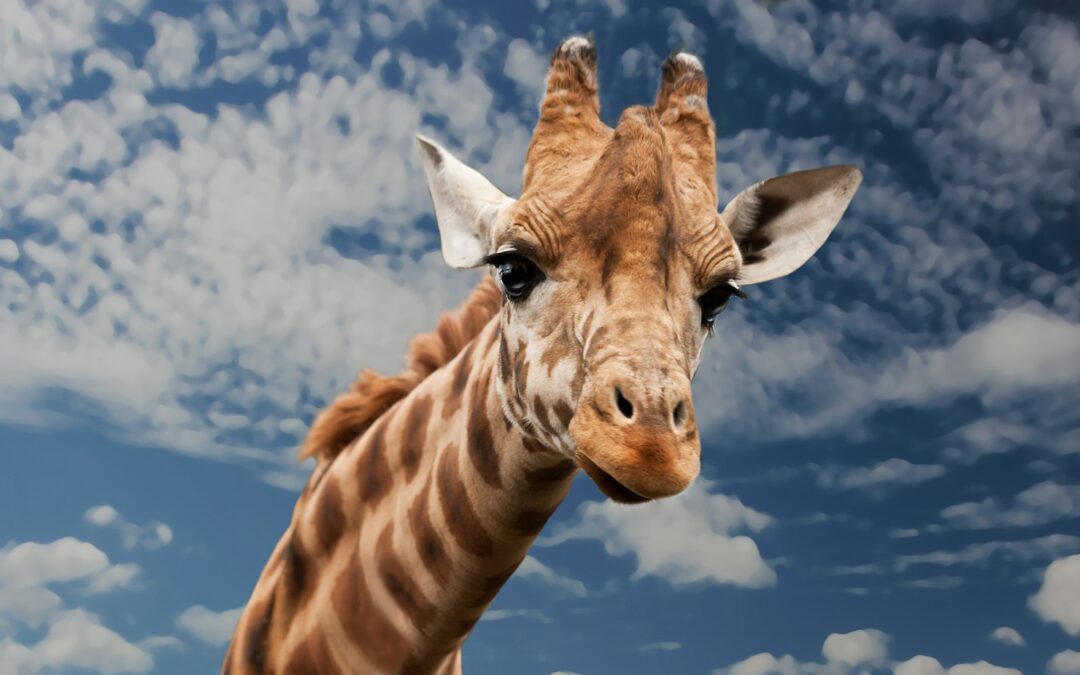 Linguaggio giraffa: cos’è e come funziona